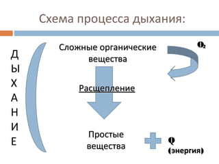 Схема процесса дыхания: 
ССллоожжнныыее ооррггааннииччеессккииее 
ввеещщеессттвваа 
РРаассщщееппллееннииее 
ППррооссттыыее 
ввеещщеессттвваа 
OO₂₂ 
QQ 
((ээннееррггиияя)) 
Д 
Ы 
Х 
А 
Н 
И 
Е 
 
