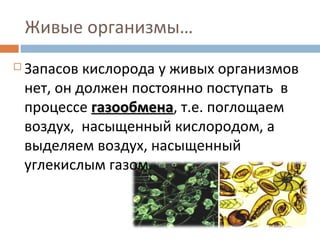 Живые организмы… 
 Запасов кислорода у живых организмов 
нет, он должен постоянно поступать в 
процессе ггааззооооббммееннаа, т.е. поглощаем 
воздух, насыщенный кислородом, а 
выделяем воздух, насыщенный 
углекислым газом. 
 