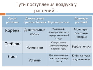 Пути поступления воздуха у 
растений… 
 