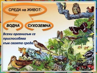 СРЕДА на ЖИВОТ:
ВОДНА СУХОЗЕМНА
Всеки организъм се
приспособява
към своята среда.
 