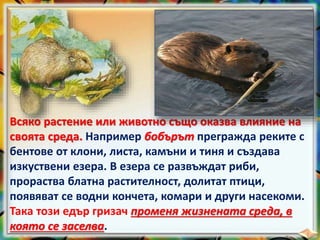 Всяко растение или животно също оказва влияние на
своята среда. Например бобърът прегражда реките с
бентове от клони, листа, камъни и тиня и създава
изкуствени езера. В езера се развъждат риби,
прораства блатна растителност, долитат птици,
появяват се водни кончета, комари и други насекоми.
Така този едър гризач променя жизнената среда, в
която се заселва.
 