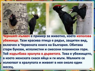 Черният кълвач е пример за животно, което използва
убежище. Тази красива птица е рядък, защитен вид,
включен в Червената книга на България. Обитава
стари букови, иглолистни и смесени планински гори.
Той издълбава хралупа в дърветата. Това е убежището,
в което женската снася яйца и ги мъти. Малките се
излюпват в хралупата и живеят в нея около един
месец.
 