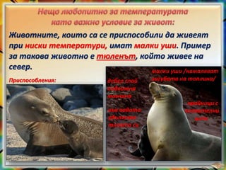 Животните, които са се приспособили да живеят
при ниски температури, имат малки уши. Пример
за такова животно е тюленът, който живее на
север. малки уши /намаляват
загубата на топлина/дебел слой
подкожна
мазнина
във водата
удължава
тялото си
крайници с
плавателни
ципи
Приспособления:
 