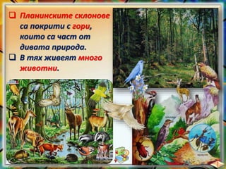  Планинските склонове
са покрити с гори,
които са част от
дивата природа.
 В тях живеят много
животни.
 