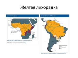 Желтая лихорадка
 