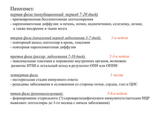 Патогенез:
первая фаза (инкубационный период 7-20 дней)
- кратковременная бессимптомная лептоспиремия
- паренхиматозная диффузия: в печень, почки, надпочечники, селезенку, легкие,
а также внедрение в ткани мозга
вторая фаза (начальный период заболевания 3-7 дней) 1-я неделя
- повторный выход лептоспир в кровь, токсемия
- повторная паренхиматозная диффузия
третья фаза (разгар заболевания 7-10 дней) 2-3-я неделя
- максимальная токсемия и поражение внутренних органов, возможно
развитие ИТШ и летальный исход в результате ОПН или ОППН
четвертая фаза 1 месяц
- нестерильная стадия иммунного ответа
- рецидивы заболевания и осложнения со стороны почек, сердца, глаз и ЦНС
пятая фаза (реконвалесценция) 5-6-я неделя
- формирование стерильного (?) сероварспецифического иммунитета (методом ПЦР
выявляют лептоспиры до 3-го месяца с начала заболевания)
 