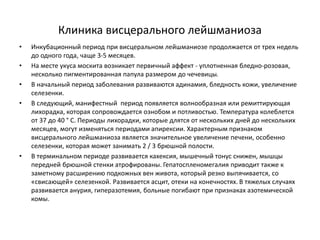 Клиника висцерального лейшманиоза
• Инкубационный период при висцеральном лейшманиозе продолжается от трех недель
до одного года, чаще 3-5 месяцев.
• На месте укуса москита возникает первичный аффект - уплотненная бледно-розовая,
несколько пигментированная папула размером до чечевицы.
• В начальный период заболевания развиваются адинамия, бледность кожи, увеличение
селезенки.
• В следующий, манифестный период появляется волнообразная или ремиттирующая
лихорадка, которая сопровождается ознобом и потливостью. Температура колеблется
от 37 до 40 ° С. Периоды лихорадки, которые длятся от нескольких дней до нескольких
месяцев, могут изменяться периодами апирексии. Характерным признаком
висцерального лейшманиоза является значительное увеличение печени, особенно
селезенки, которая может занимать 2 / 3 брюшной полости.
• В терминальном периоде развивается кахексия, мышечный тонус снижен, мышцы
передней брюшной стенки атрофированы. Гепатоспленомегалия приводит также к
заметному расширению подкожных вен живота, который резко выпячивается, со
«свисающей» селезенкой. Развивается асцит, отеки на конечностях. В тяжелых случаях
развивается анурия, гиперазотемия, больные погибают при признаках азотемической
комы.
 