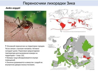 Aedes aegypti
• Основной переносчик на территории городов.
Тесно связан с жильем человека. Активно
нападает днем. Пороговая среднегодовая
температура для выживания комара на
территории – плюс 15С.
• Комары чаще обнаруживаются внутри
помещений.
• Личинки развиваются в емкостях с водой во
внутренних дворах жилых построек.
Переносчики лихорадки Зика
 