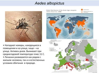 Aedes albopictus
• Нападают комары, находящиеся в
помещении и на улице, чаще – на
улице. Активен днем. Выживает при
среднегодовой температуре плюс 11 С.
• Личинки развиваются как рядом с
жильем человека, так и в естественных
условиях обитания в природе.
 