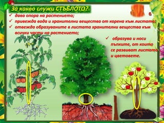 За какво служи СТЪБЛОТО?
 дава опора на растението;
 привежда вода и хранителни вещества от корена към листата;
 отвежда образуваните в листата хранителни вещества към
всички части на растението;
 образува и носи
пъпките, от които
се развиват листата
и цветовете.
 