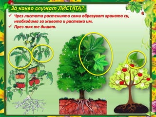 За какво служат ЛИСТАТА?
 Чрез листата растенията сами образуват храната си,
необходима за живота и растежа им.
 През тях те дишат.
 