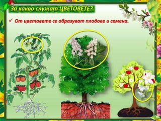 За какво служат ЦВЕТОВЕТЕ?
 От цветовете се образуват плодове и семена.
 
