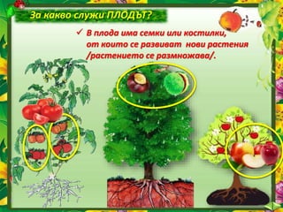 За какво служи ПЛОДЪТ?
 В плода има семки или костилки,
от които се развиват нови растения
/растението се размножава/.
 
