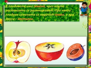 В плодовете има , чрез които
растенията се размножават. При някои
плодове семената се наричат , а при
други – .
 