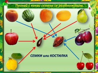 Познай с какви семена се размножавам.
СЕМКИ или КОСТИЛКА
 