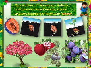 Проследете отделните стадии в
развитието на растение, което
се размножава от костилка ( ).
 