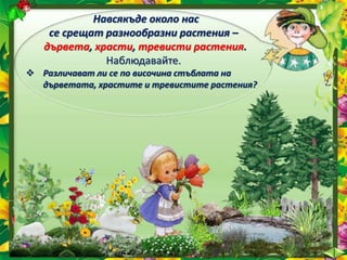Навсякъде около нас
се срещат разнообразни растения –
дървета, храсти, тревисти растения.
Наблюдавайте.
 Различават ли се по височина стъблата на
дърветата, храстите и тревистите растения?
 