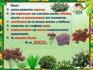 Имат:
 силно развити корени;
 от корените им излизат много стъбла,
които се разклоняват от основата;
 стъблата не са много високи и дебели;
 покрити са с кафява кора;
 страничните им клони непрекъснато
нарастват.
 Те живеят дълго.
Те са _________.
 