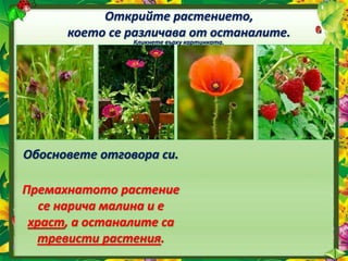 Открийте растението,
което се различава от останалите.
Кликнете върху картинката.
Обосновете отговора си.
Премахнатото растение
се нарича малина и е
храст, а останалите са
тревисти растения.
 