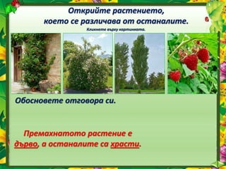 Открийте растението,
което се различава от останалите.
Кликнете върху картинката.
Обосновете отговора си.
Премахнатото растение е
дърво, а останалите са храсти.
 