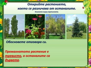 Открийте растението,
което се различава от останалите.
Кликнете върху картинката.
Обосновете отговора си.
Премахнатото растение е
тревисто, а останалите са
дървета.
 
