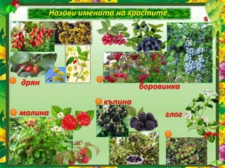 Назови имената на храстите.
1 2
3
4
5
дрян боровинка
малина
къпина
глог
 