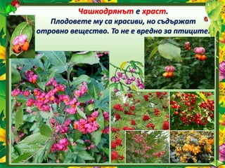 Чашкодрянът е храст.
Плодовете му са красиви, но съдържат
отровно вещество. То не е вредно за птиците.
 