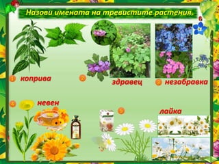 Назови имената на тревистите растения.
1 2
3
4
5
коприва здравец незабравка
невен
лайка
 