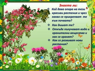 Знаете ли:
 Кой дава опора на тези
красиви растения и чрез
какво се прикрепват те
към почвата?
 Как дишат те?
 Откъде получават вода и
хранителни вещества и
как се хранят?
 Как се развиват нови
растения?
 