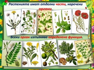 Растенията имат отделни части, наречени
органи.
Всеки орган изпълнява определена функция.
 