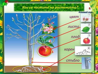 Кои са частите на растението?
Кликвай тук.
1
2
3
4
5
 