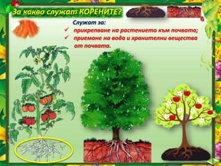 28. Дърво ли е това? Видове растения според стъблата. Органи на растенията - ОС, Анубис, В. П.