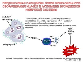 ИЛ-17
ИЛ-17
ИЛ-6,
ФНОα,
ИЛ-1
ИЛ-23
Макрофаги
HLA-B27
misfolding
Robert A. Colbert, Monica L. DeLay, Gerlinde Layh-Schmitt, et al. HLA-B27 misfolding and spondyloarthropathies.
Prion. 2009 ; 3(1): 15–26.
Тенденция HLA-B27 к misfold и активация системы
контроля за качеством скручивания (UPR – unfolded
protein response) сенсибилизирует клетки к
определенным патоген-ассоциированным молекулярным
моделям.
 