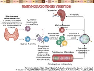 Permission obtained from Wiley © Caspi, R. R. Ocular autoimmunity: the price of privilege?
J. Clin. Invest. 120, 3073-3083 (2010) and Caspi, R. R. (2006). Caspi, R. R. Immunol Rev. 213, 23-35 (2006)
Селезенка
Т1
Т17
Миграция и
инфильтрация
глаза
Центральная
толерантность
Т-клетки выбирают
ретинальный антиген,
что экспрессирует в
тимусе
Тreg-клетки
тимального
происхождения
Наивные Т-клетки
ДК
Лимфоциты Макрофаги
Полиморфные нейтрофилы
Рекрутинг
лимфоцитов из
кровотока
Индуцированные
Тreg-клетки
Активация и
клональная
экспансия
Стимуляция
врожденного
иммунитета
(патогены,
токсины, ЛПС,
провоспалитель-
ные цитокины)
F4/80 APC
 