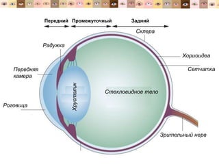 Передний ЗаднийПромежуточный
Радужка
Роговица
Передняя
камера Хрусталик
Склера
Зрительный нерв
Сетчатка
Хориоидеа
Стекловидное тело
 