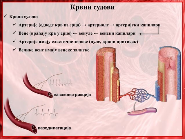 28 Funkcionalna Anatomija Krvni Sudovi Limfa PPT 28-funkcionalna-anatomija-krvni-sudovi-limfa-ppt