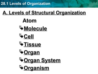 28.1 Levels of Organization
A. Levels of Structural OrganizationA. Levels of Structural Organization
AtomAtom
MoleculeMolecule
CellCell
TissueTissue
OrganOrgan
Organ SystemOrgan System
OrganismOrganism
 
