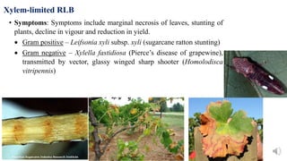 Fastidious vascular bacteria (FVB) | PPTX