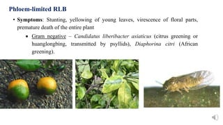 Fastidious vascular bacteria (FVB) | PPTX
