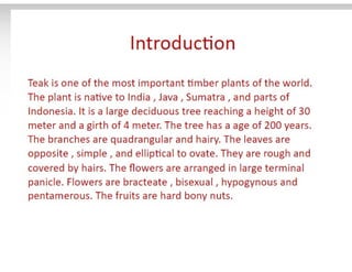 28. Teak timber-1.pdf