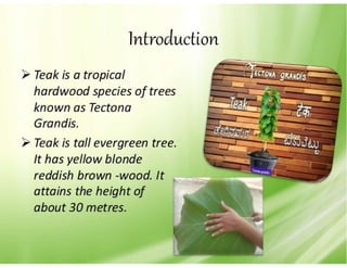 28. Teak timber-1.pdf