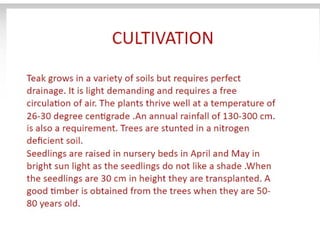 28. Teak timber-1.pdf