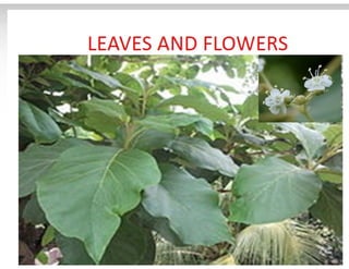 28. Teak timber-1.pdf