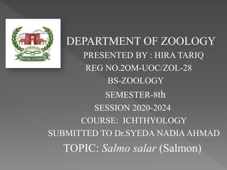 DEPARTMENT OF ZOOLOGY
PRESENTED BY : HIRA TARIQ
REG NO.2OM-UOC/ZOL-28
BS-ZOOLOGY
SEMESTER-8th
SESSION 2020-2024
COURSE: ICHTHYOLOGY
SUBMITTED TO Dr.SYEDA NADIA AHMAD
TOPIC: Salmo salar (Salmon)
 