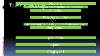 Types of Neurons Neurons
According to the number of process
Unipolar
Pseudo- unipolar
According to the length of their process
Golgi type II
Multipolar
Bipolar
Golgi type I
 