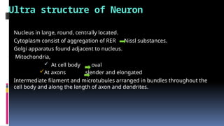 Ultra structure of Neuron
• Nucleus in large, round, centrally located.
• Cytoplasm consist of aggregation of RER Nissl substances.
• Golgi apparatus found adjacent to nucleus.
• Mitochondria,
 At cell body oval
At axons slender and elongated
• Intermediate filament and microtubules arranged in bundles throughout the
cell body and along the length of axon and dendrites.
 