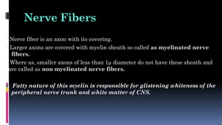 Nerve Fibers
• Nerve fiber is an axon with its covering.
• Larger axons are covered with myelin sheath so called as myelinated nerve
fibers.
• Where as, smaller axons of less than 1µ diameter do not have these sheath and
are called as non myelinated nerve fibers.
Fatty nature of this myelin is responsible for glistening whiteness of the
peripheral nerve trunk and white matter of CNS.
 