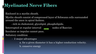 Myelinated Nerve Fibers
• Enclosed in a myelin sheath.
• Myelin sheath consist of compressed layer of Schwann cells surrounded
around the axon in spiral fashion.
- rich in cholesterol, glycolipid, phospholipids.
• Interrupted at regular interval nodes of Ranvier.
• Insulator so impulse cannot pass.
• Saltatory condition
- 2 major advantages
a. for a given diameter it has a higher conduction velocity.
b. conserve energy
 