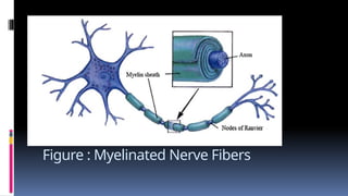 Figure : Myelinated Nerve Fibers
 