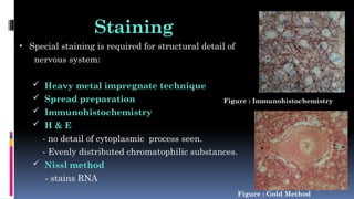 Staining
• Special staining is required for structural detail of
nervous system:
 Heavy metal impregnate technique
 Spread preparation
 Immunohistochemistry
 H & E
- no detail of cytoplasmic process seen.
- Evenly distributed chromatophilic substances.
 Nissl method
- stains RNA
Figure : Immunohistochemistry
Figure : Gold Method
 
